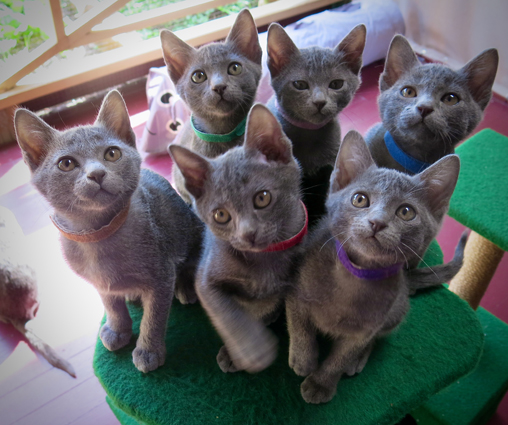 Dixie's kittens at ten weeks